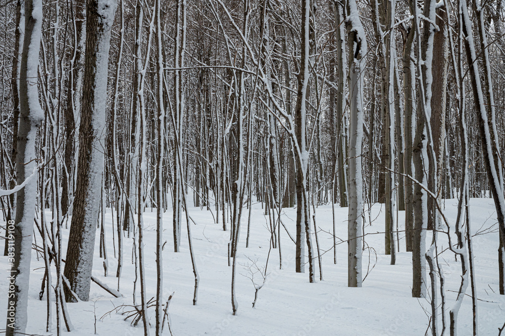 Fototapeta premium Arbres en hiver