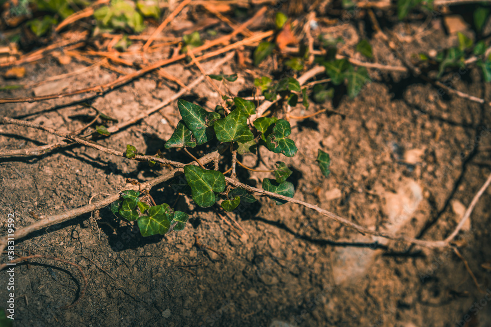 Ivy in the forest stretches along the ground