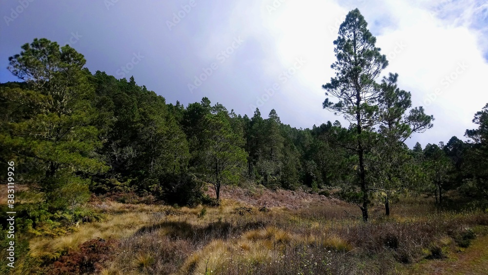 Obraz premium trees in the mountains