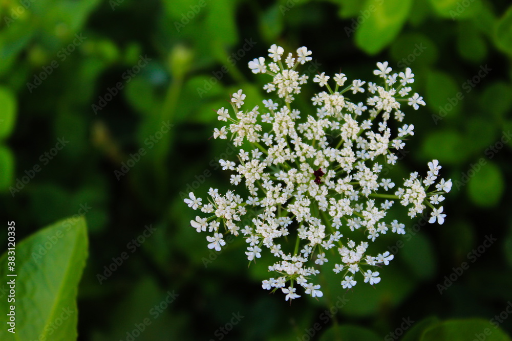 Grass, cow parsley, wild chervil, wild beaked parsley, keck. Grass, cow parsley, wild chervil, wild beaked parsley, keck.