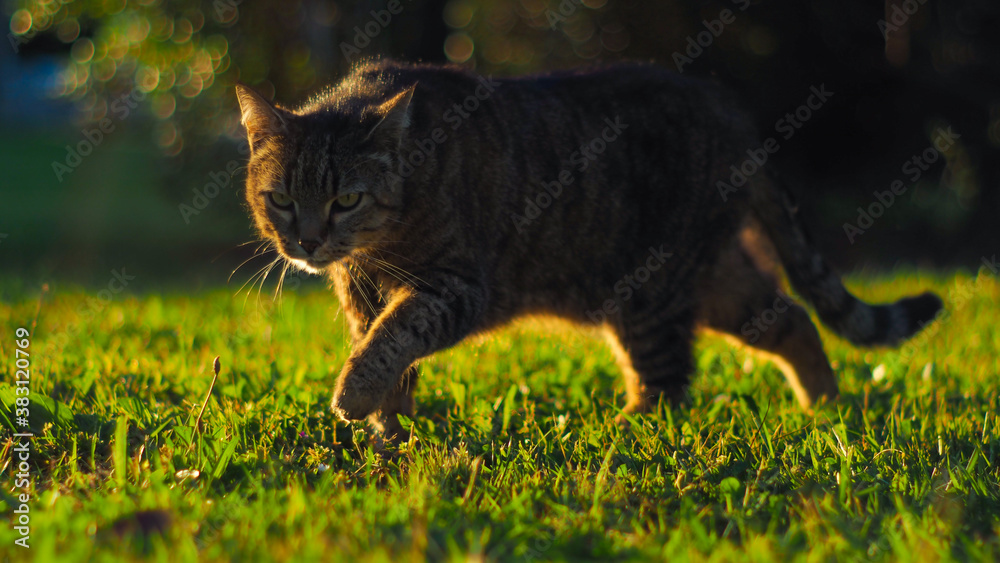 Chat tigré gambadant doucement dans l'herbe, ayant une posture de prédateur