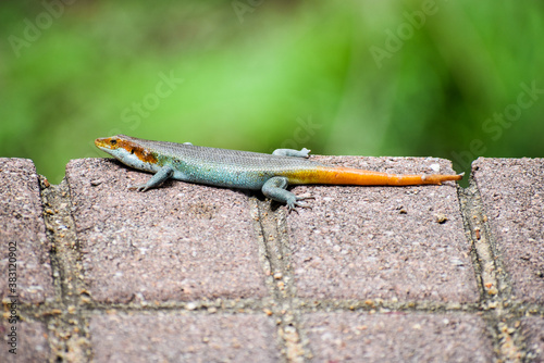 Close-up of a female African five-lined skink, also called Rainbow Skink or Rainbow Mabuya (Trachylepis quinquetaeniata). photo