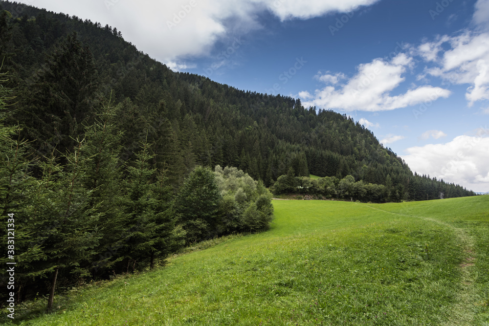 green meadow with pinetrees while hiking