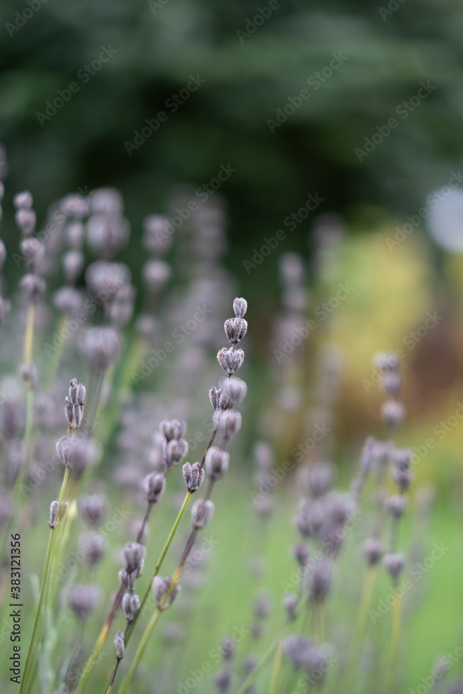 close up of lavender, nature, bokeh close up of lavender, nature, bokeh