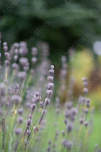 close up of lavender, nature, bokeh