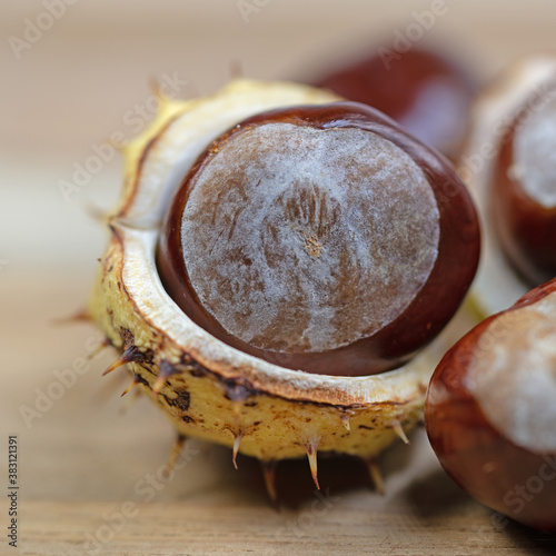 Früchte der Rosskastanie, Aesculus hippocastanum photo