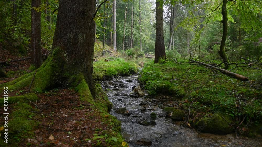 Small stream flowing downstream in green forest. Pristine nature on gloomy rainy day. Static shot, wide angle, 4K Small stream flowing downstream in green forest. Pristine nature on gloomy rainy day. Static shot, wide angle, 4K