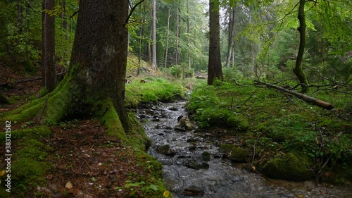 Small stream flowing downstream in green forest. Pristine nature on gloomy rainy day. Static shot, wide angle, 4K