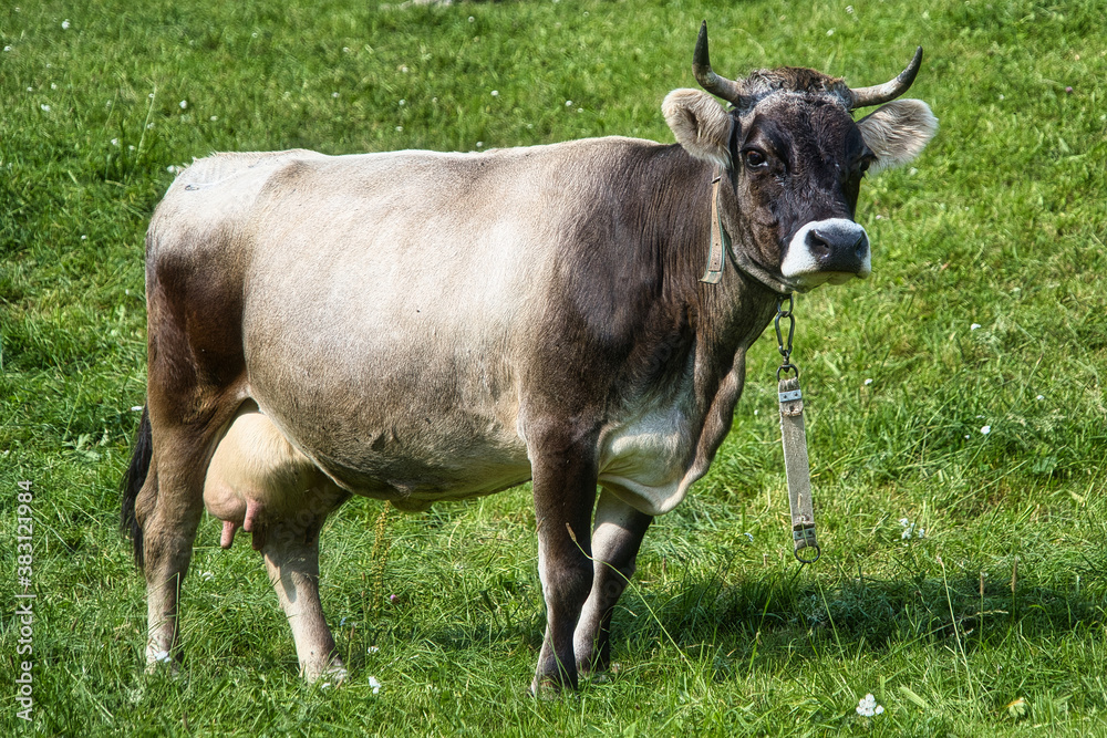 Braune Milchkuh mit Teddybärohren auf der Weide Braune Milchkuh mit Teddybärohren auf der Weide