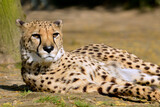 Closeup African Cheetah (Acinonyx jubatus) lying on ground