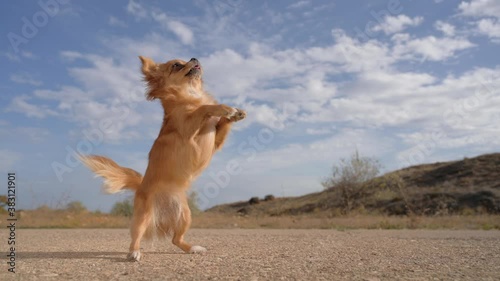 one little brown chihuahua dog making tricks on street during obedience outdoor canine activity pet animal training