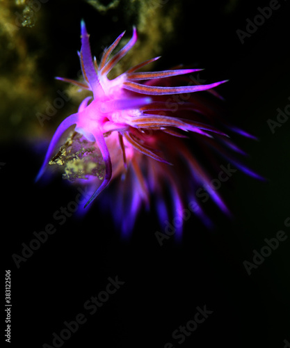 nudibranch