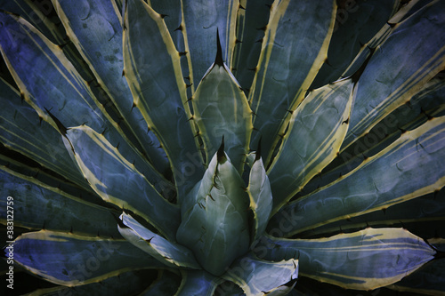 Agave Plant, Agave macroacantha as Natural Abstract Pattern Background photo