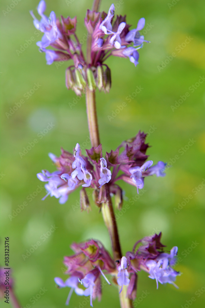In nature, the blooms Salvia verticillata