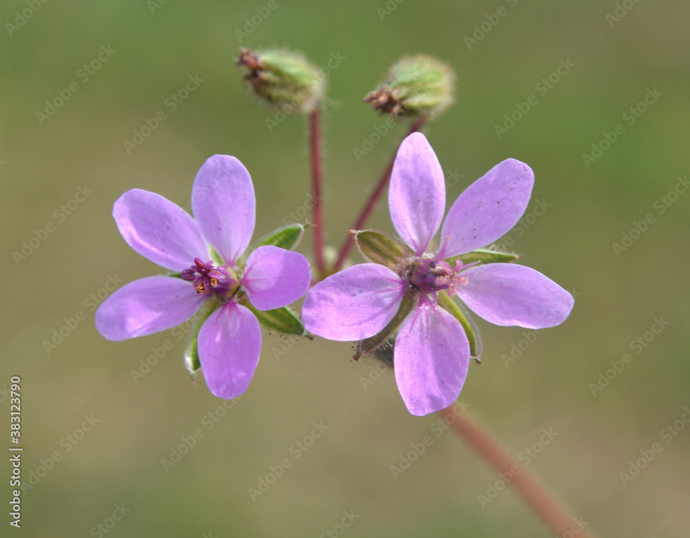 In the field, like a weed grows Erodium cicutarium