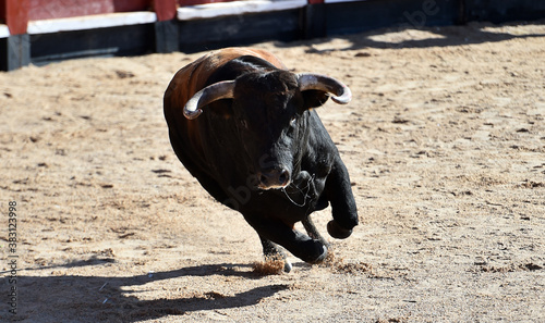 horns of strong bull in spain
