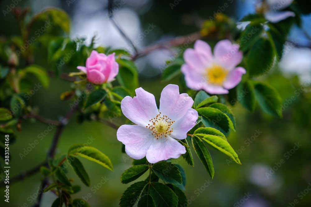 Beautiful pink Dog-rose flower in spring Beautiful pink Dog-rose flower in spring