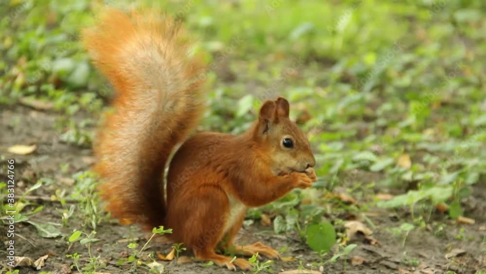 Squirrel eats a nut in the park Squirrel eats a nut in the park