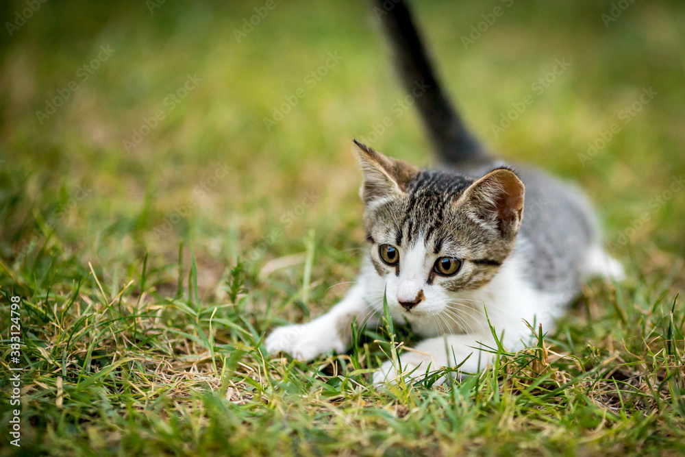 Black, brown and white kitten split moment before hunting jump, domestic animals, pet photography of cat playing outside, shallow selective focus, blurred green grass background