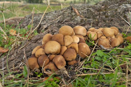 Grupo de setas Agrocibe aegerita, empezando a fructificar en colores marrones, en el pie de un tronco del árbol Populus . Fruto de Otoño. Luz natural.