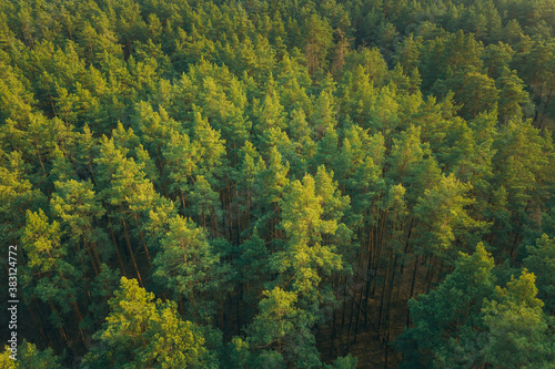 Aerial View Of Green Pine Coniferous Forest In Landscape In Spring. Top View From Attitude. Drone View Of European Woods At Springtime © Grigory Bruev