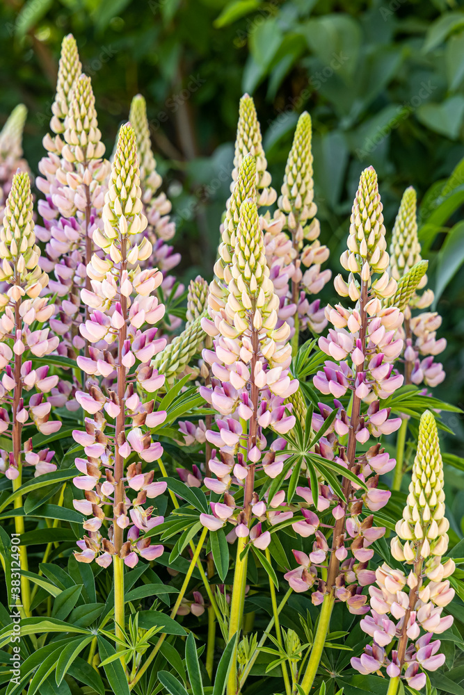 Bouquet of pink lupine flowers is on a green leaves background Bouquet of pink lupine flowers is on a green leaves background