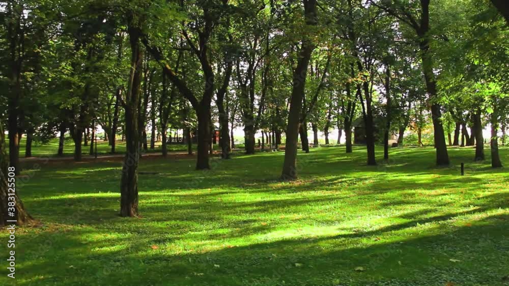 Beautiful green park. Recreation park Beautiful green park. Recreation park