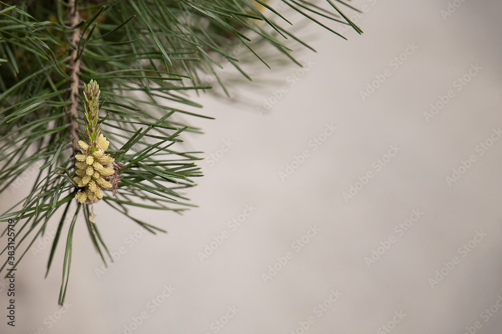 pine branch on the background for text
pine branch on the background for text