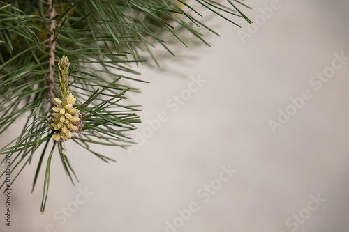pine branch on the background for text 
