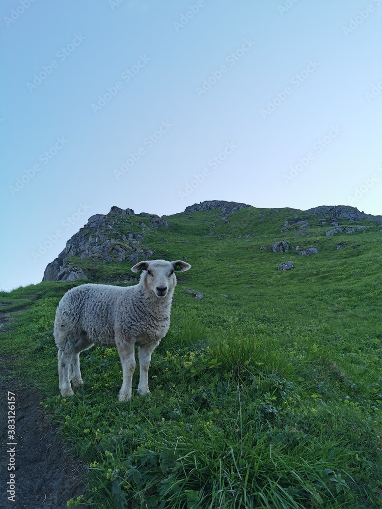 Fototapeta premium Lamb on mountain