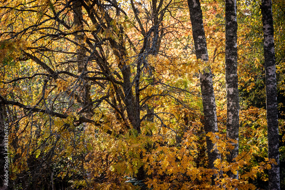 Autumn forest in Finland.