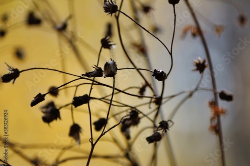 Dry stems and withered dried buds of Blue Fleabane or Erigeron acris of brown color in magical light against a golden blue background of autumn forest and sky on a sunny October fall day. Horizontal.