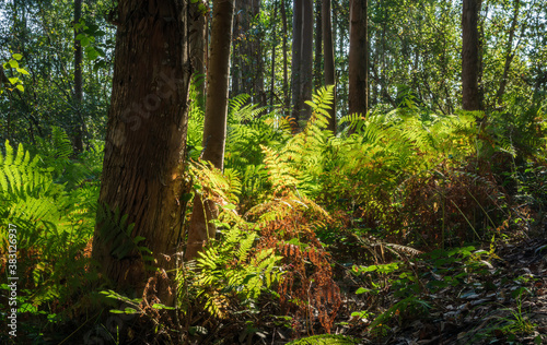 Fern and eucalyptus forest at dawn and against the light.