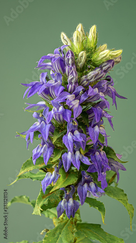 Great blue lobelia  Lobelia siphilitica  flower in late summer in central Virginia.