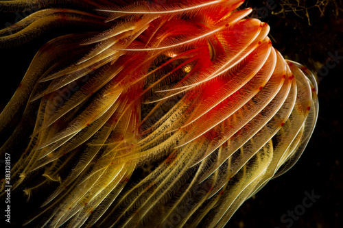 A tube worm