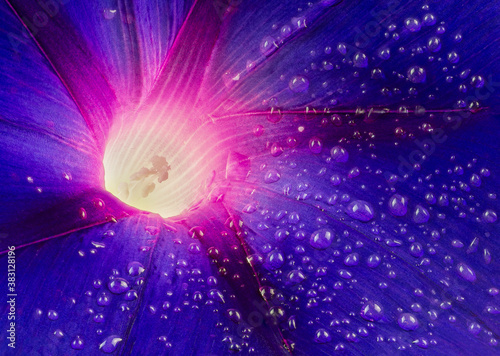 Canvastavla Macro view of center of common morning glory (Ipomoea purpurea) with droplets from morning mist