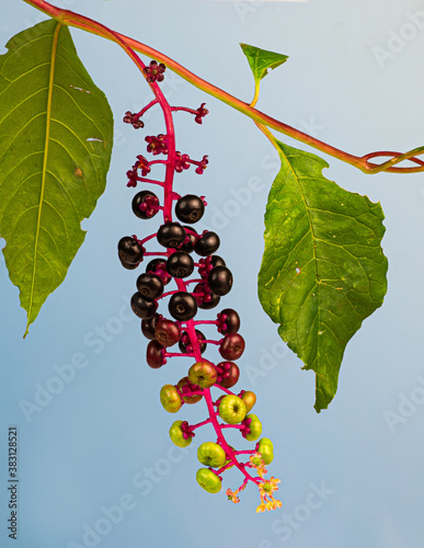 Ripe fruit, green fruit, and flowers of American pokeweed ( Phytolacca americana) plant in early fall. Ripest berries were eaten by birds, while flowers continue to produce more fruit. photo