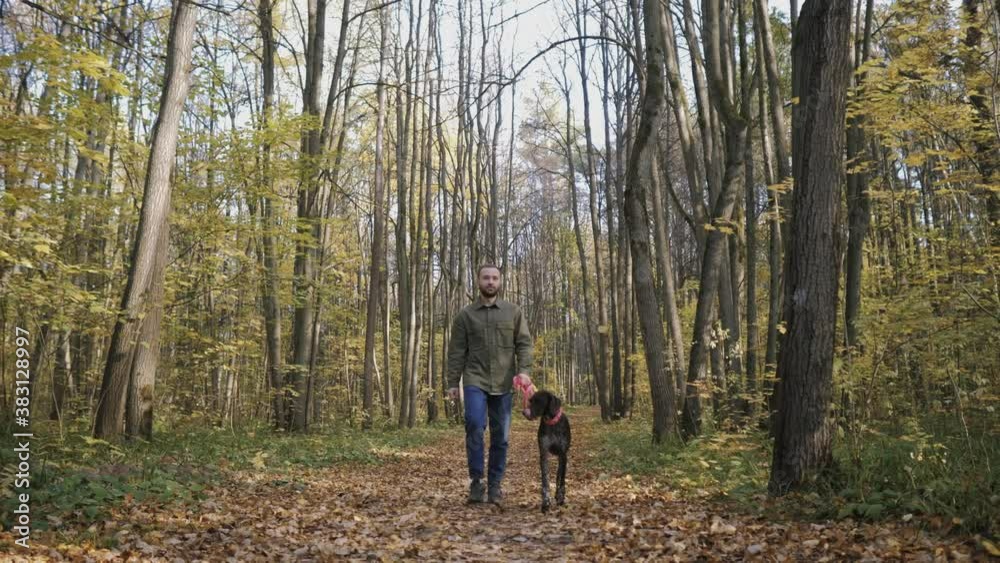 Man walking with a dog breed kurzhaar in the autumn forest Man walking with a dog breed kurzhaar in the autumn forest