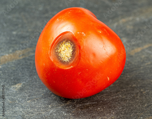 Tomato with anthracnose  (Colletotrichum coccodes)  fungal infection photo