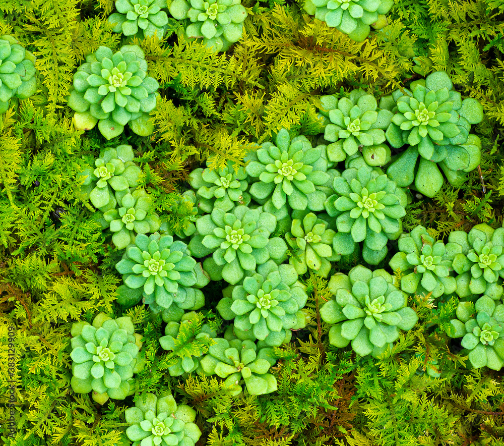 Appalachian sedum (Sedum glaucophyllum) growing in a bed of spagnum moss on Blue Ridge Mountains of central Virginia. Species is endemic to this area. Appalachian sedum (Sedum glaucophyllum) growing in a bed of spagnum moss on Blue Ridge Mountains of central Virginia. Species is endemic to this area.
