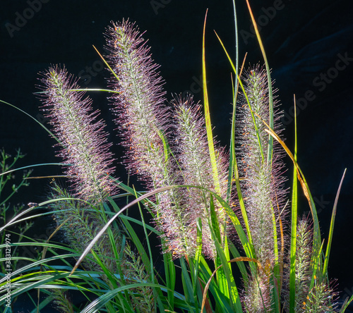 Dew-coverd grass seed heads backlit by morning sun in early autumn. photo