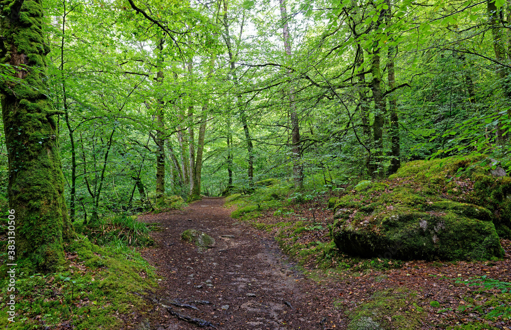 Fototapeta premium Forêt d’Huelgoat, Monts d’Arrée, Finistère, Bretagne, France