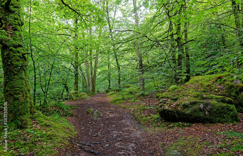 Forêt d’Huelgoat, Monts d’Arrée, Finistère, Bretagne, France