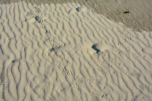 Foto Footprints of seagulls in the sand