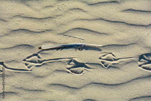Foto Footprints of seagulls and a feather in the sand