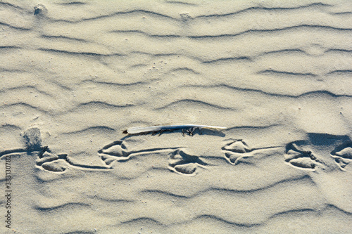 Schilderij op canvas Footprints of seagulls and a feather in the sand
