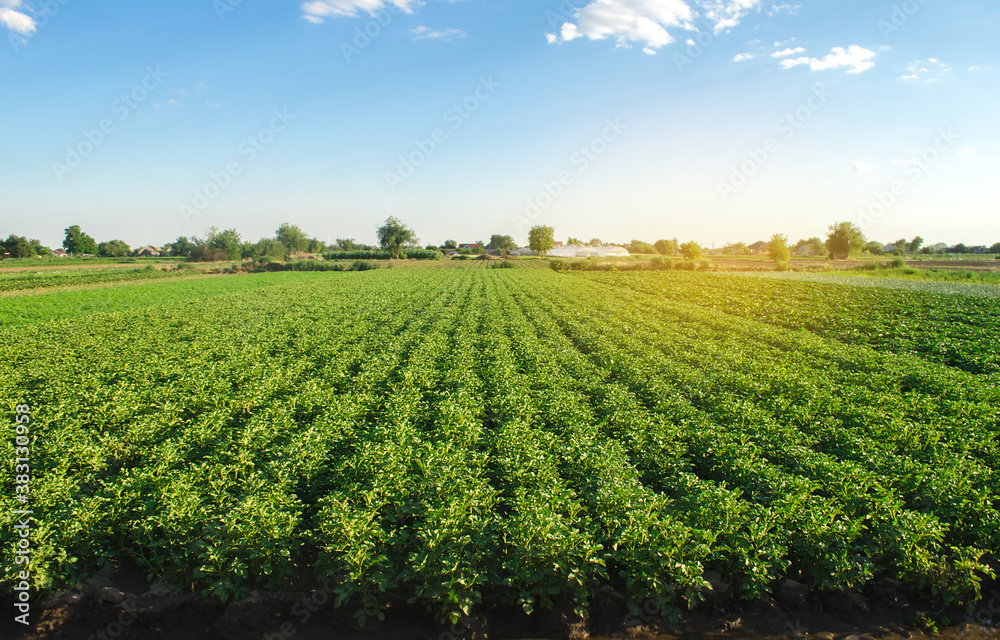 Plantation landscape of green potato bushes. European organic farming. Growing food on the farm. Growing care and harvesting. Agroindustry and agribusiness. Selective focus