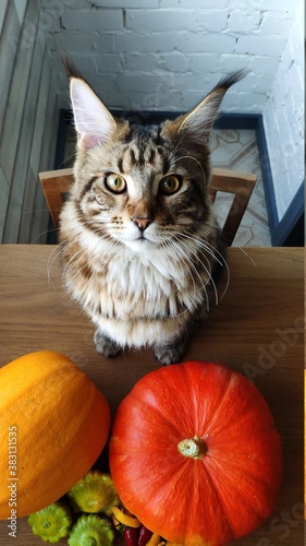 Maine coon cat sitting on kitchen table next to ripe pumpkins, halloween or thanksgiving concept