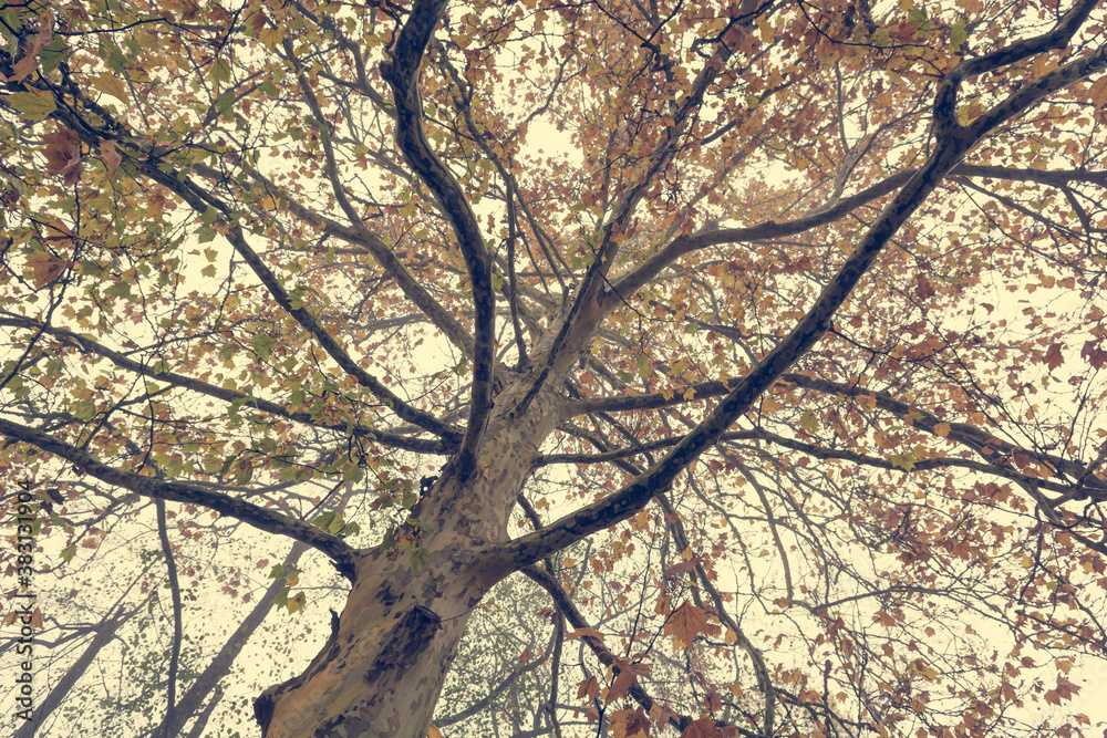 Colorful maple tree top view of low angle. Colorful maple tree top view of low angle.