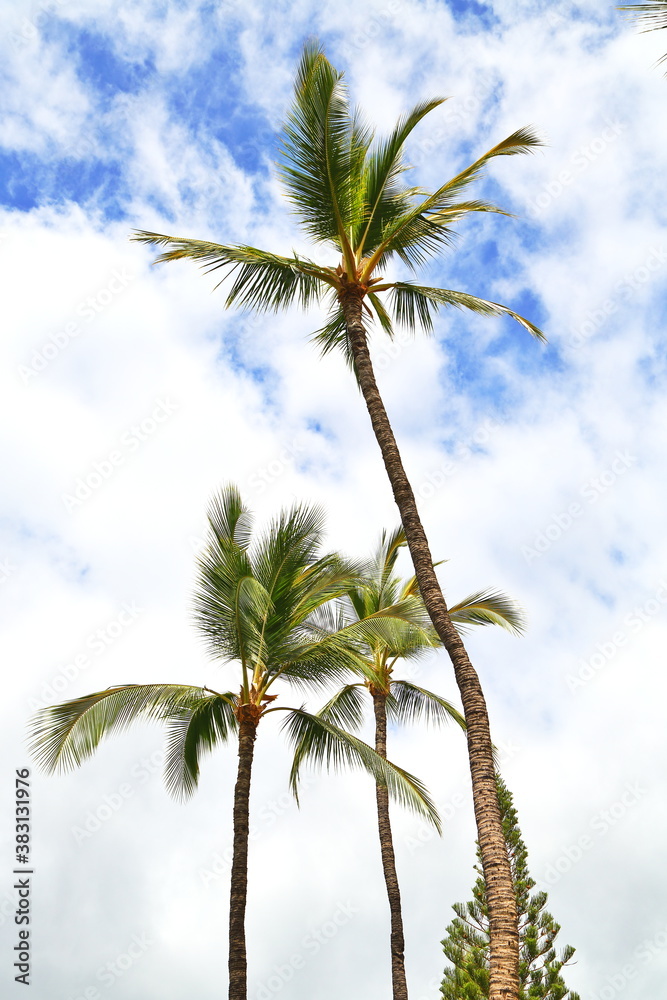 Beautiful palm trees over a blue sky with clouds in Maui, Hawaii-USA